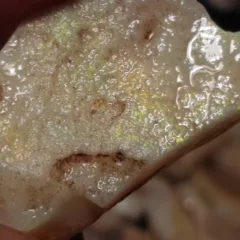 26 Carats Coober Pedy Opal Rough  - 9