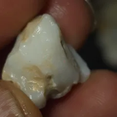 No Reserve-Coober Pedy Opal Gamble Rough  - 7