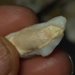 No Reserve-Coober Pedy Opal Gamble Rough  - 8