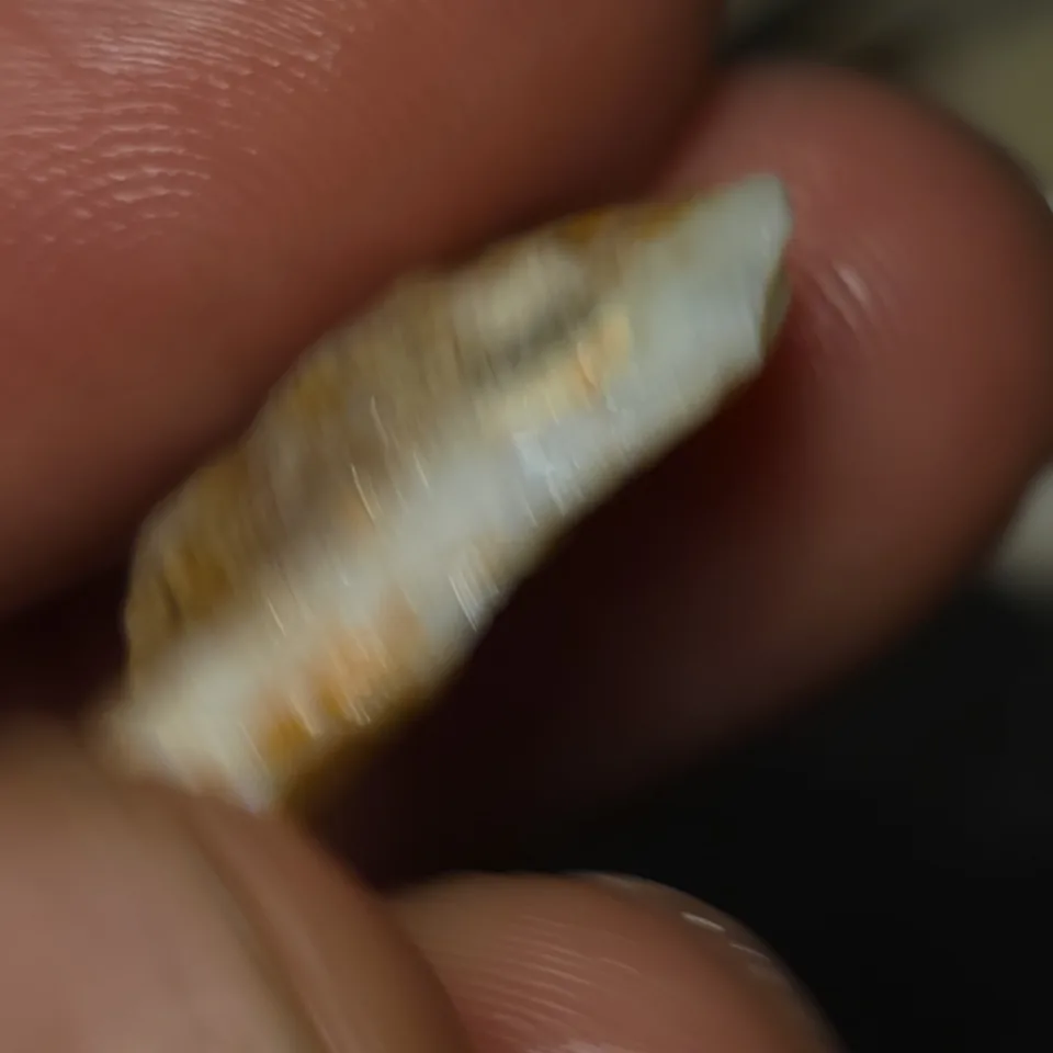 No Reserve-Coober Pedy Opal Gamble Rough  - 3